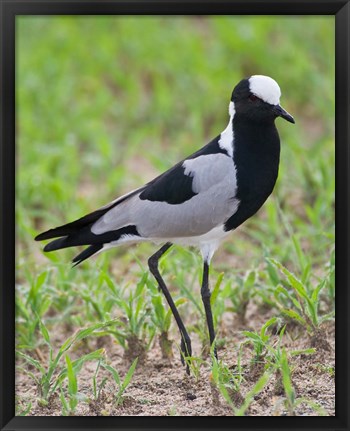 Framed Tanzania. Blacksmith Plover in Tarangire NP. Print