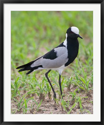 Framed Tanzania. Blacksmith Plover in Tarangire NP. Print