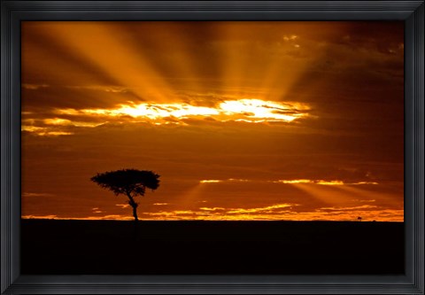 Framed Sunrise, Maasai Mara, Kenya Print