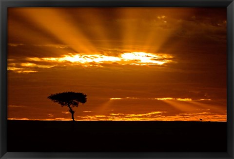 Framed Sunrise, Maasai Mara, Kenya Print