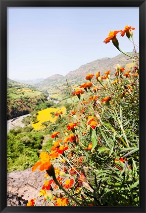 Framed Tagetes plants and landscape, Ethiopia Print