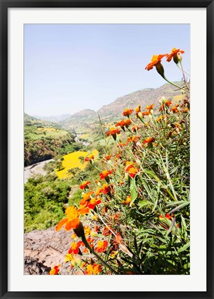 Framed Tagetes plants and landscape, Ethiopia Print