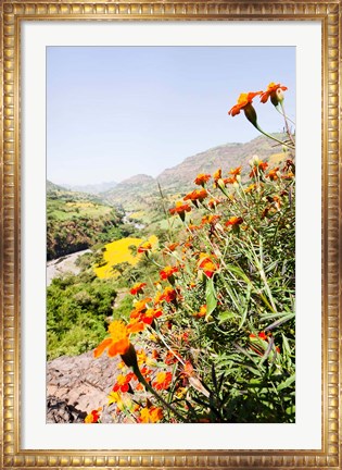 Framed Tagetes plants and landscape, Ethiopia Print