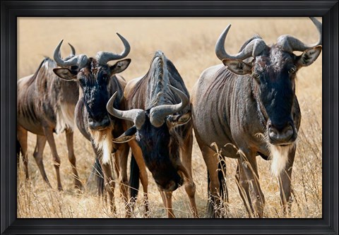 Framed Tanzania, Ngorongoro Crater, Wildebeest wildlife Print