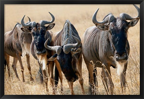 Framed Tanzania, Ngorongoro Crater, Wildebeest wildlife Print