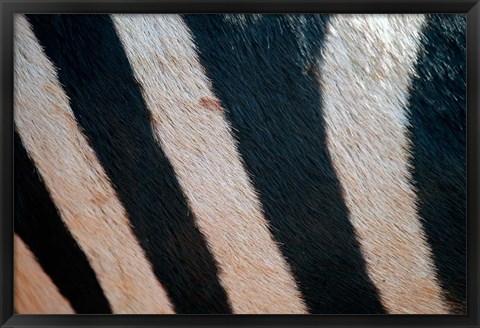 Framed Tanzania, Ngorongoro Crater. Zebra stripes Print