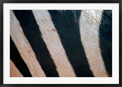 Framed Tanzania, Ngorongoro Crater. Zebra stripes Print