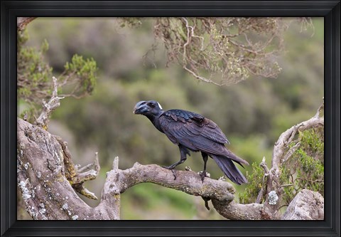 Framed Thick-billed raven bird in the highlands of Ethiopia Print
