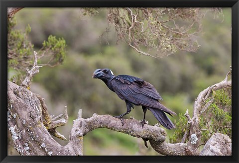 Framed Thick-billed raven bird in the highlands of Ethiopia Print