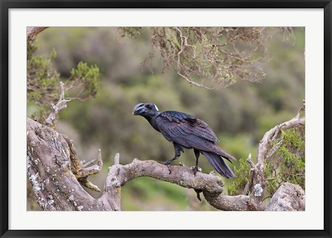 Framed Thick-billed raven bird in the highlands of Ethiopia Print