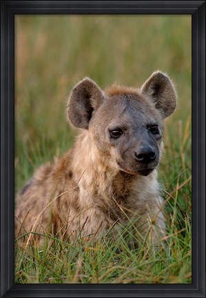 Framed Spotted Hyena, Mombo Area, Chief&#39;s Island, Okavango Delta, Botswana Print