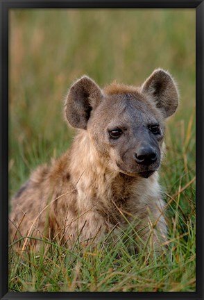 Framed Spotted Hyena, Mombo Area, Chief&#39;s Island, Okavango Delta, Botswana Print