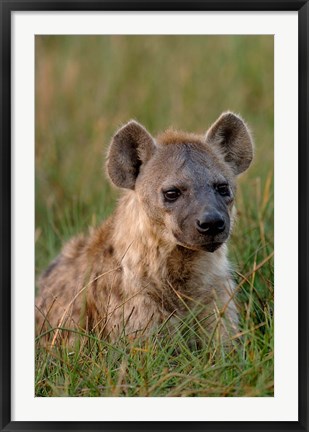 Framed Spotted Hyena, Mombo Area, Chief&#39;s Island, Okavango Delta, Botswana Print