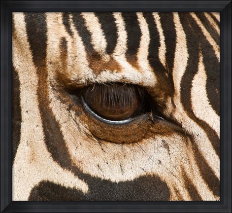 Framed Tanzania, Tarangire National Park, Common zebra eye Print