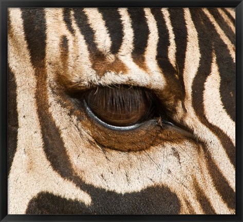 Framed Tanzania, Tarangire National Park, Common zebra eye Print