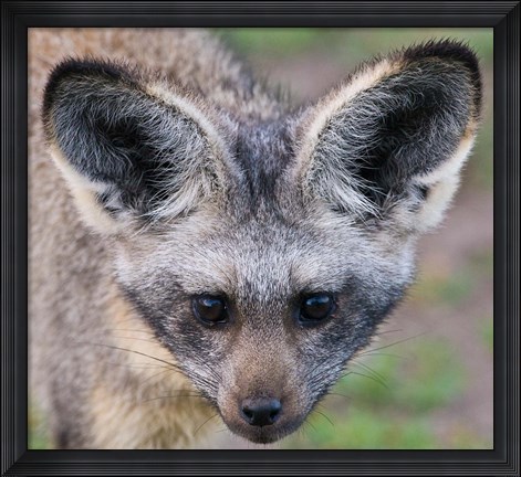 Framed Head of Bat-Eared Fox, Ngorongoro Conservation Print