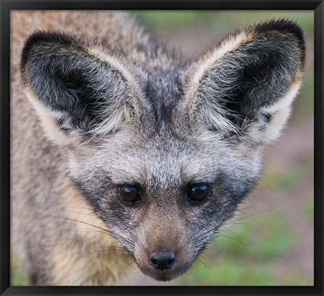 Framed Head of Bat-Eared Fox, Ngorongoro Conservation Print