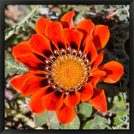 Framed Close up of a Spring flower, South Africa Print