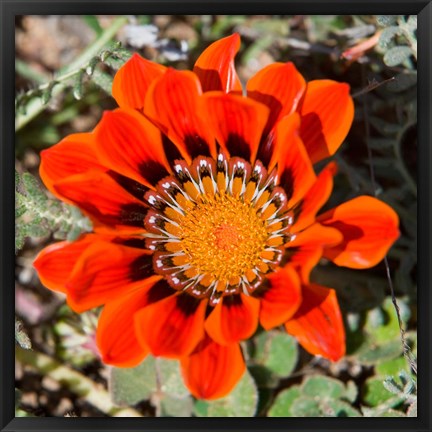 Framed Close up of a Spring flower, South Africa Print