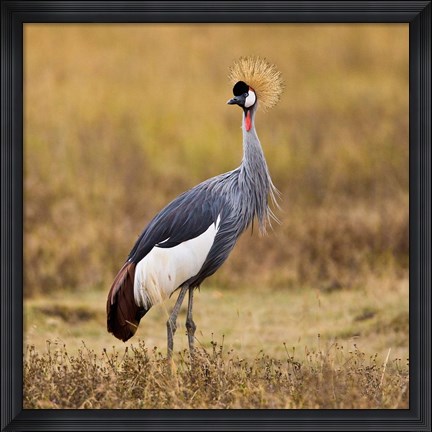 Framed Tanzania, Black Crowned Crane, Ngorongoro Crater Print