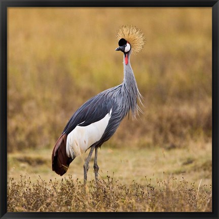 Framed Tanzania, Black Crowned Crane, Ngorongoro Crater Print