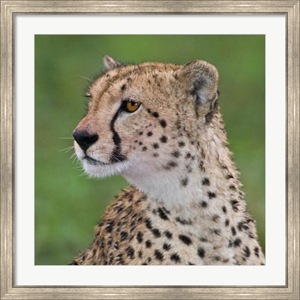 Framed Tanzania, Cheetah, Ndutu, Ngorongoro Area Print