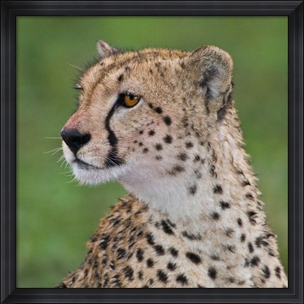 Framed Tanzania, Cheetah, Ndutu, Ngorongoro Area Print