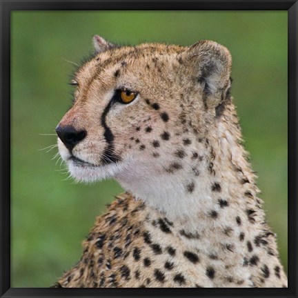 Framed Tanzania, Cheetah, Ndutu, Ngorongoro Area Print