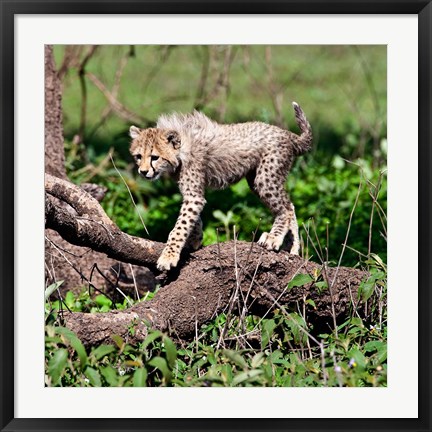 Framed Tanzania, Ndutu, Ngorongoro Conservation, Cheetah Print