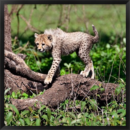 Framed Tanzania, Ndutu, Ngorongoro Conservation, Cheetah Print