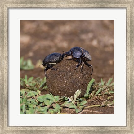 Framed Tanzania, Ndutu, Ngorongoro, Dung Beetle insects Print