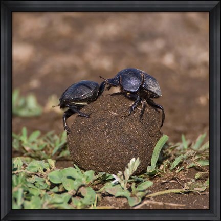 Framed Tanzania, Ndutu, Ngorongoro, Dung Beetle insects Print