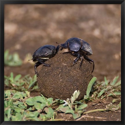 Framed Tanzania, Ndutu, Ngorongoro, Dung Beetle insects Print