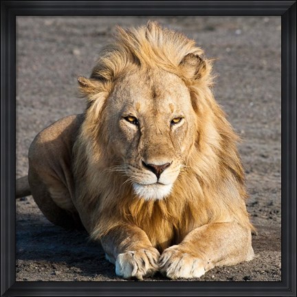 Framed Tanzania, Ngorongoro Conservation Area, Lion Print