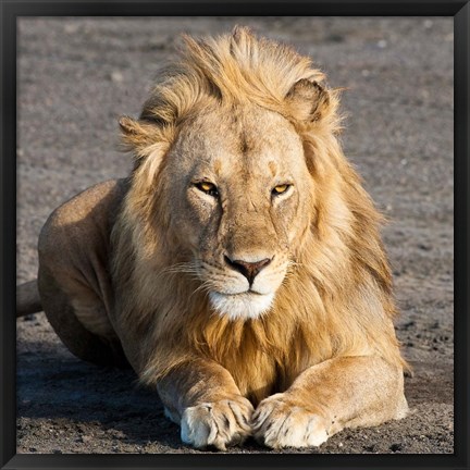 Framed Tanzania, Ngorongoro Conservation Area, Lion Print