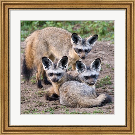 Framed Three Bat-Eared Foxes, Tanzania Print