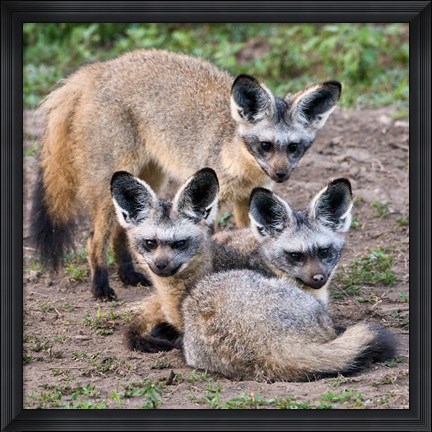 Framed Three Bat-Eared Foxes, Tanzania Print
