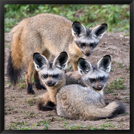 Framed Three Bat-Eared Foxes, Tanzania Print