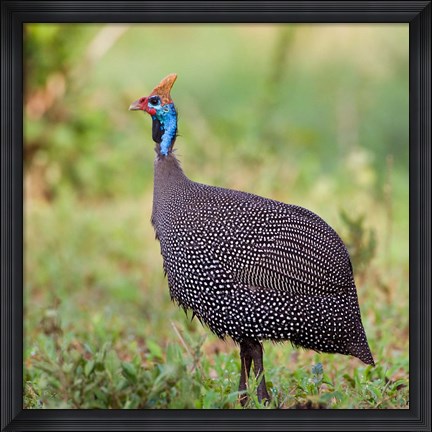 Framed Tanzania. Helmeted Guineafowl at Tarangire NP. Print
