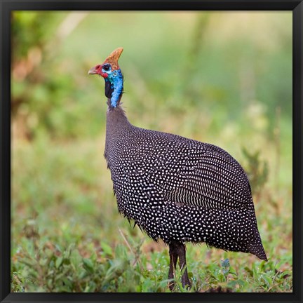 Framed Tanzania. Helmeted Guineafowl at Tarangire NP. Print