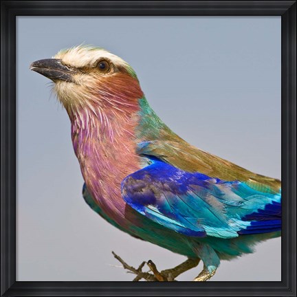 Framed Lilac-breasted Roller Bird Print