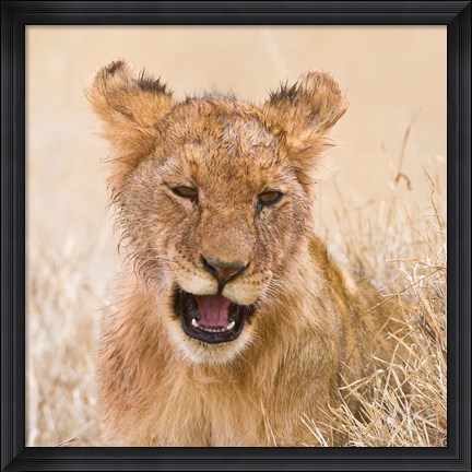 Framed Tanzania. Lion cub after kill in Serengeti NP. Print