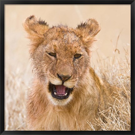 Framed Tanzania. Lion cub after kill in Serengeti NP. Print