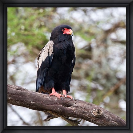 Framed Tanzania. Male Bateleur Eagle at Tarangire NP. Print
