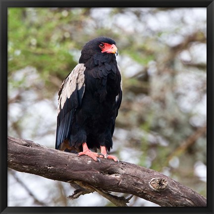 Framed Tanzania. Male Bateleur Eagle at Tarangire NP. Print