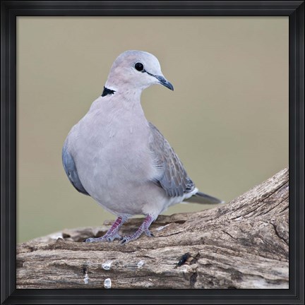 Framed Tanzania. Ring-Necked Dove, Ndutu, Ngorongoro Print