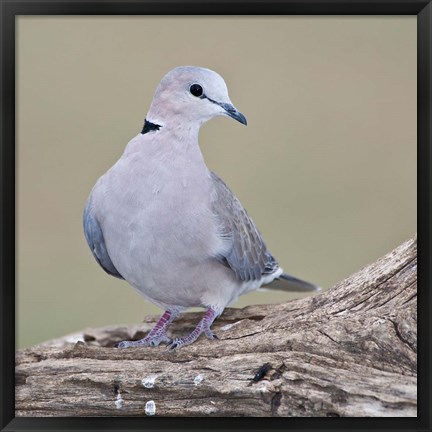 Framed Tanzania. Ring-Necked Dove, Ndutu, Ngorongoro Print