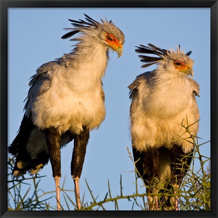 Framed Tanzania. Secretary Birds, Ndutu, Ngorongoro Print