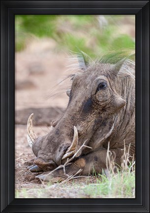 Framed Warthog, Tsavo-West, Kenya Print
