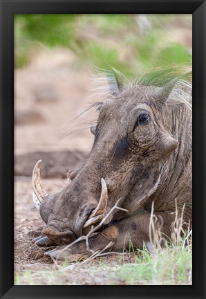 Framed Warthog, Tsavo-West, Kenya Print